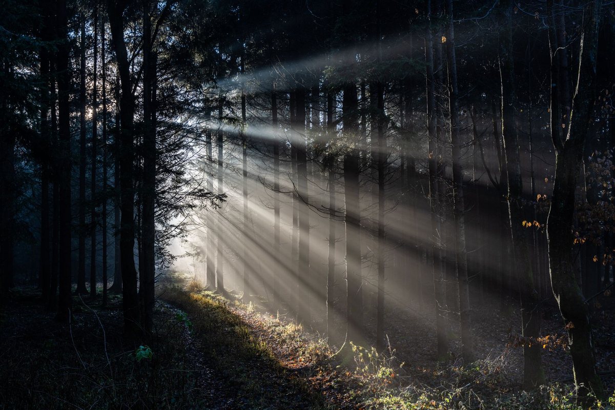 Lichtdurchfluteter Wald